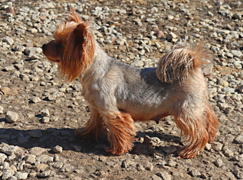 Lesanzh LESANZH EMELI — Labaza DogPedigree YorkshireTerrier